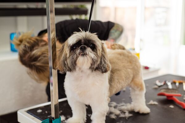 Hond uit de salon 2