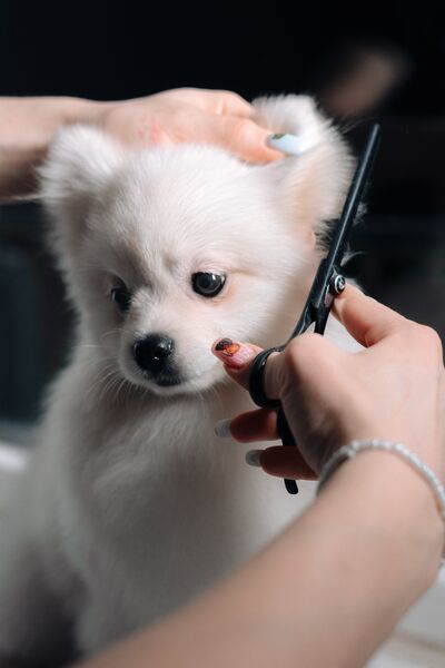 Hond uit de salon 3