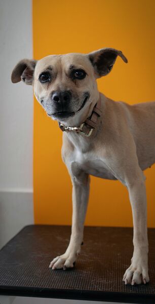 Hond uit de salon 4