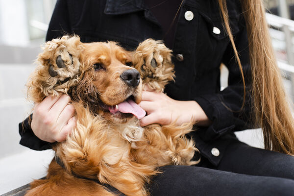 Hond uit de salon 5