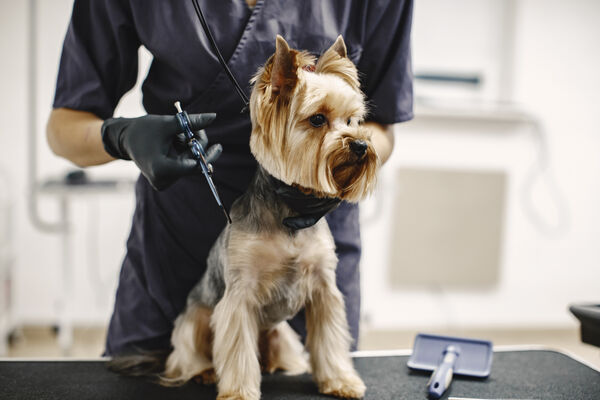 Hond uit de salon 6