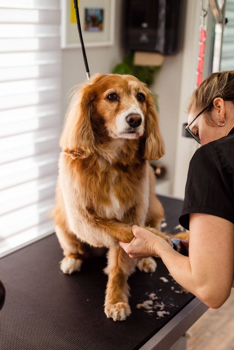 Trimster aan het werk met een hond